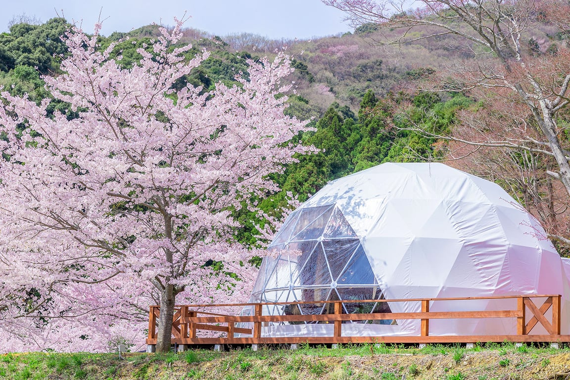 Luxury Embraced by a Sea of Cherry Blossoms: Discover a Unique Japan Experience with Resort Glamping’s “Spring Sale”